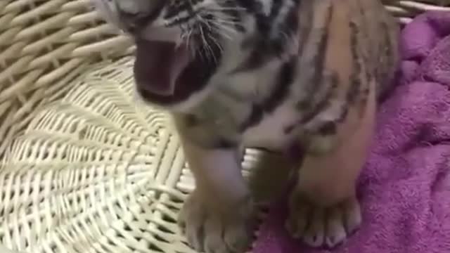 The little tiger is really cute, and the sound is too cute