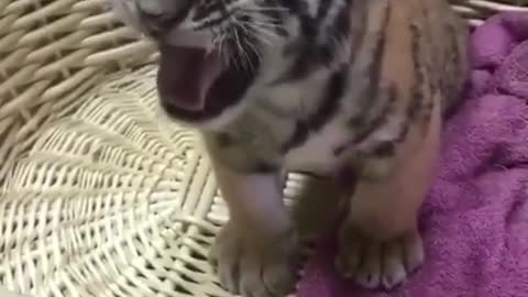 The little tiger is really cute, and the sound is too cute