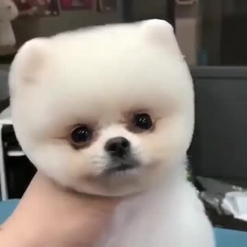 Cute little adorable puppy