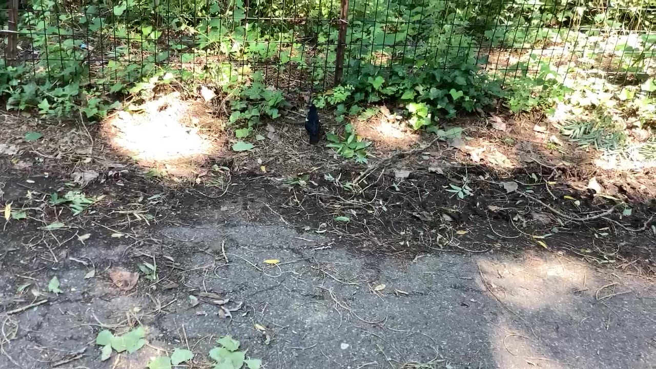 Blackbird kissena