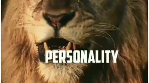 lion attitude