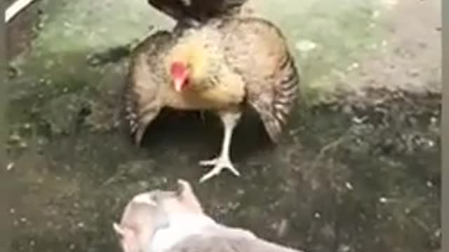 Funny Dogs - Dog x Chicken 3