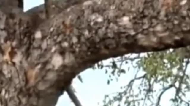 A male lion climbs the tree to get his prey