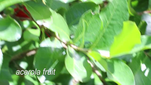 Acerola Fruit - Malpighia emarginata