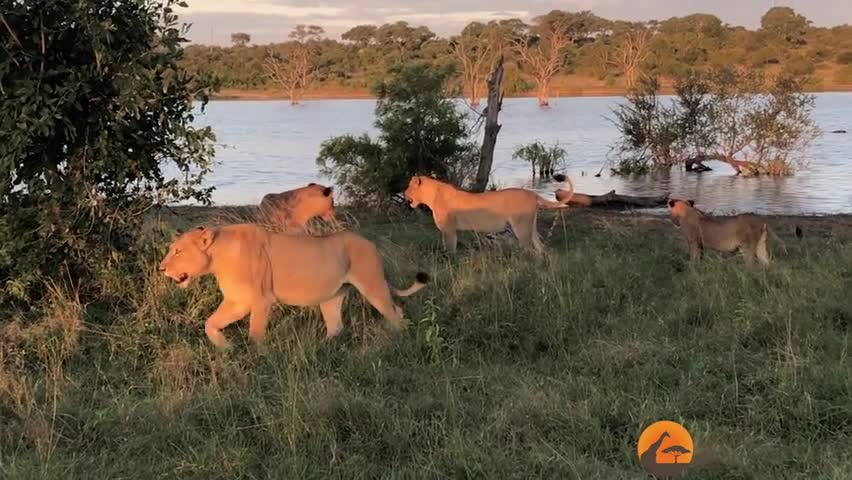 Crocodile Cornered by 5 Lions