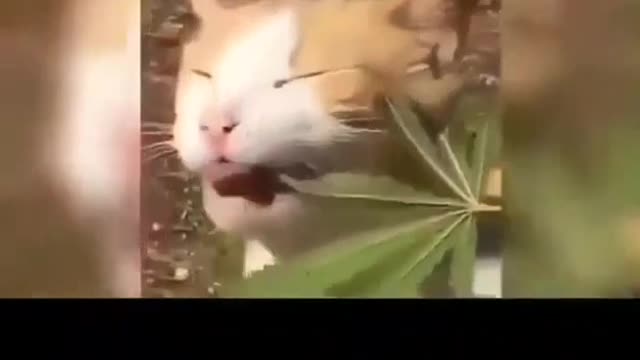 Cat that eats cannabis and becomes fun