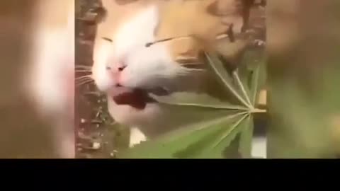 Cat that eats cannabis and becomes fun