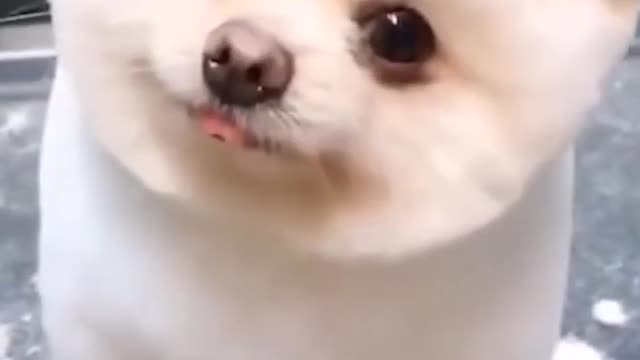 Cute Dog Tilting Head