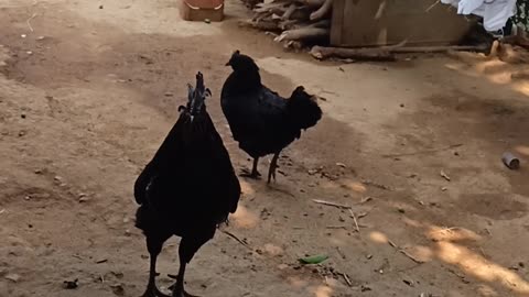 Black cock