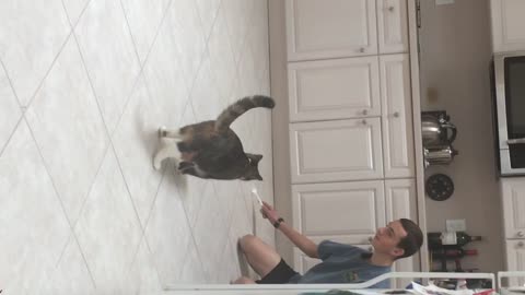 Grey cat playing with toy in kitchen