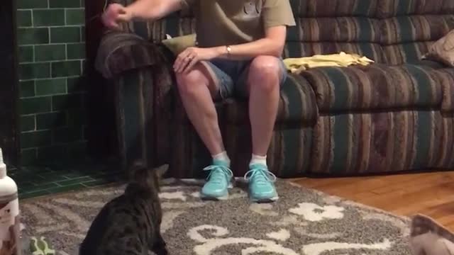 Grey cat lands on glass table