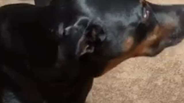 Doberman Hilariously Stalks His Dad Every Day