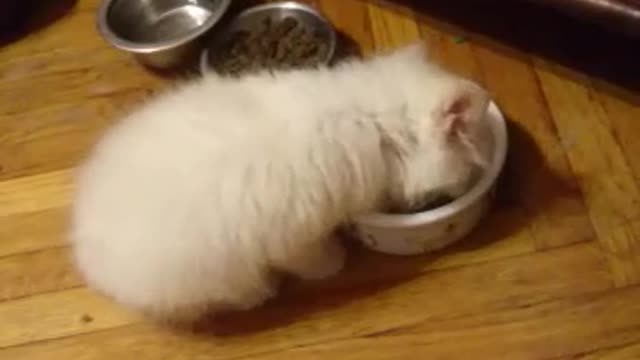 A very cute kitten eats from a bowl.