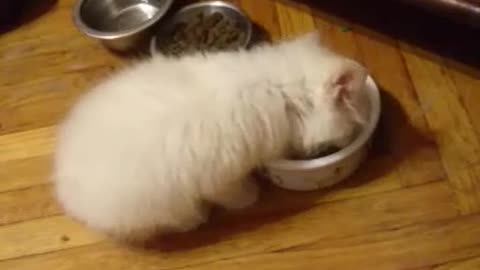 A very cute kitten eats from a bowl.