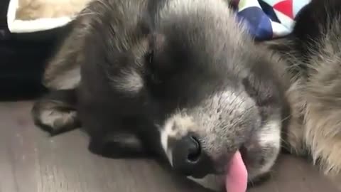 Sweet Dreams and Silly Faces: Raccoon Takes a Tongue-ty Nap! 😴🦝