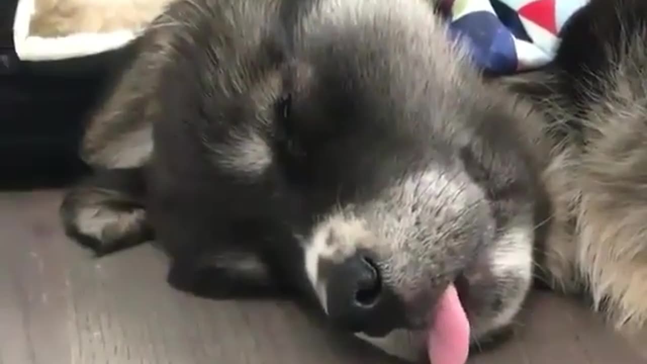 Sweet Dreams and Silly Faces: Raccoon Takes a Tongue-ty Nap! 😴🦝