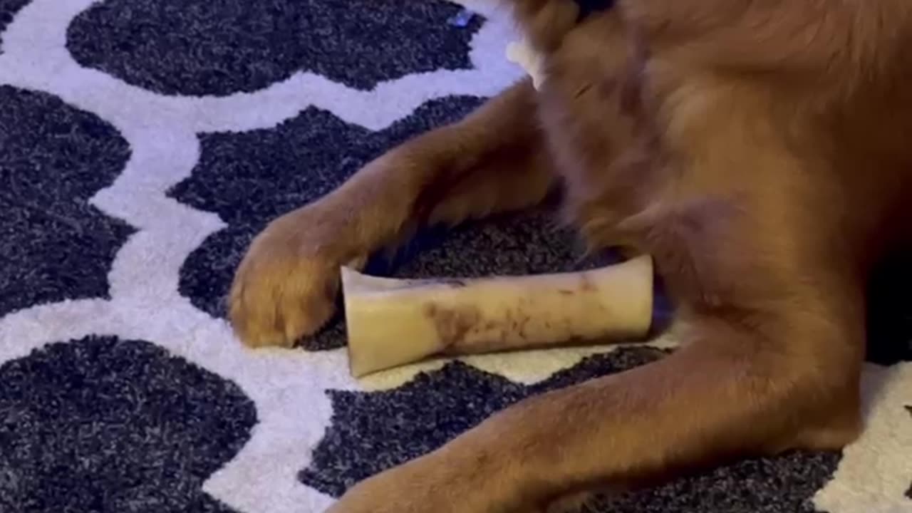 Riley's Best Day Ever - Riley 'Quietly' Chews Femur Bone