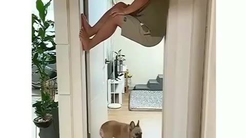 funny dog 🐕🐕🐕🐕