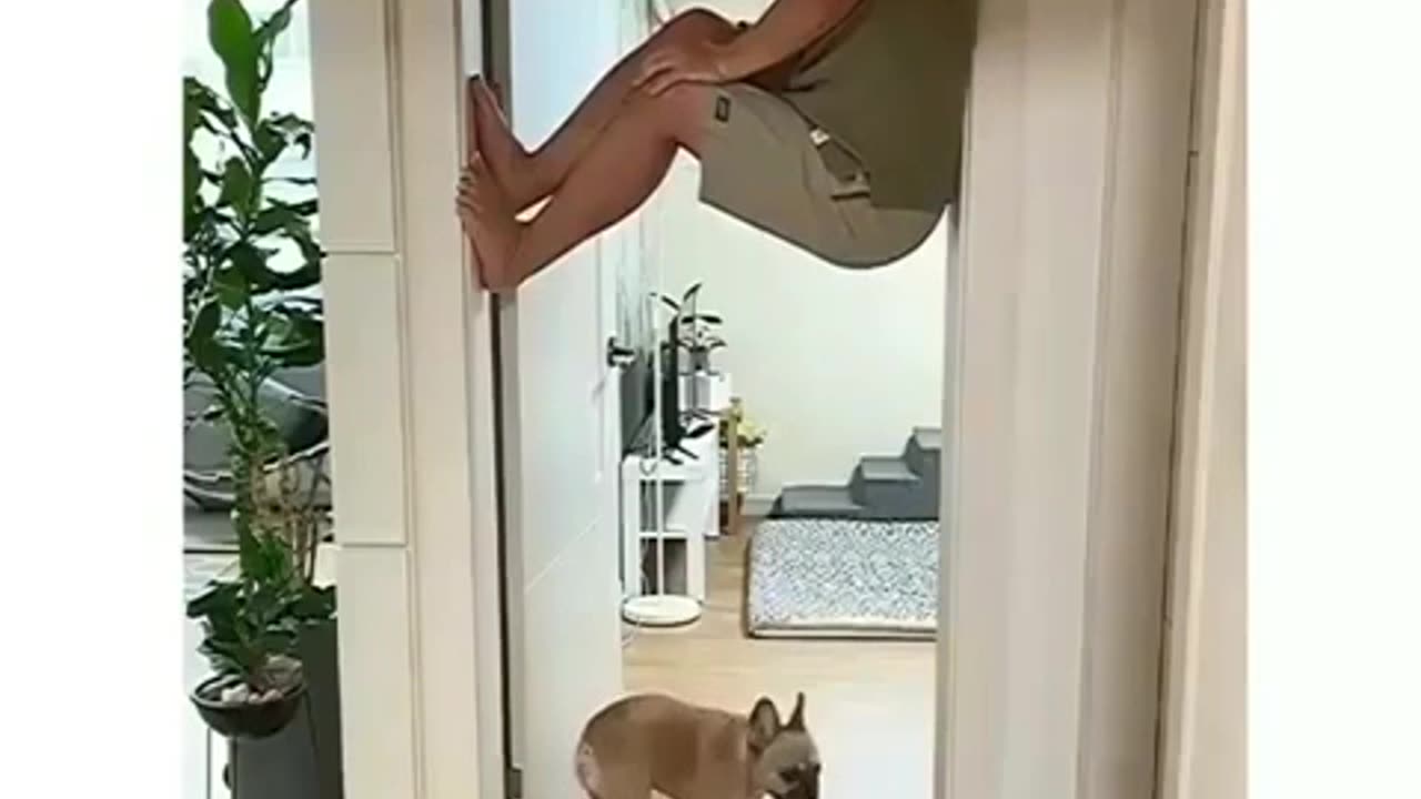 funny dog 🐕🐕🐕🐕