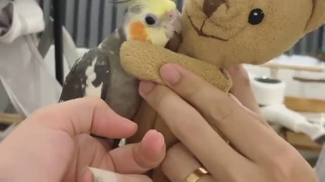 Beautiful parrot video| cute bird