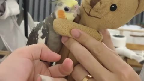 Beautiful parrot video| cute bird