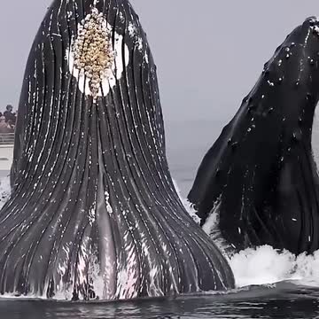 funny|prank|jokes|funny jokes|dad jokes|funny memes|funny video|fun|laughing|funny animal|knock