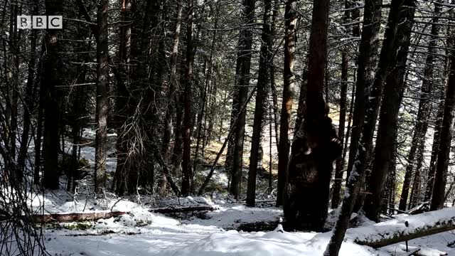 Bears Dancing To 'Jungle Boogie' | Planet Earth II