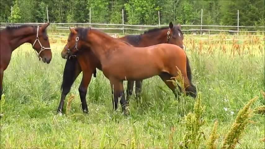 beautiful horse farmer's and Cute horse