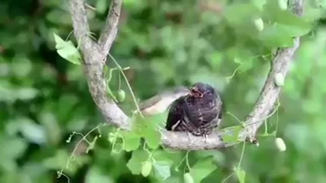 Small bird give food to his mother {those who not fly because of his wings problem}