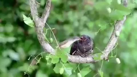 Small bird give food to his mother {those who not fly because of his wings problem}