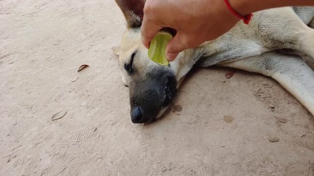 Wow Amazing!!! Lemon Prank Dog So Funny Try To Stop Laugh more fun Challenge 2021