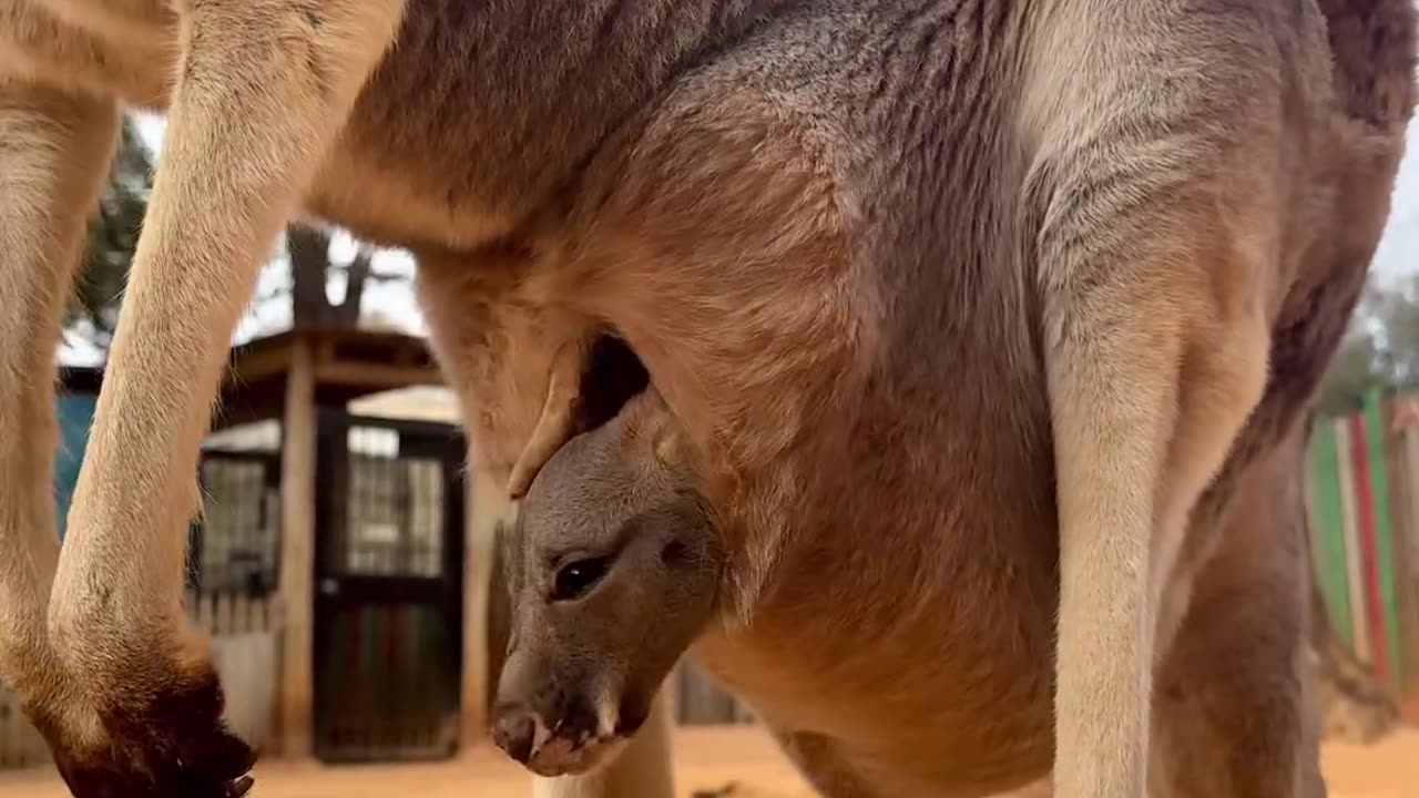 Baby kangaroo is getting more curious 🥰🥰