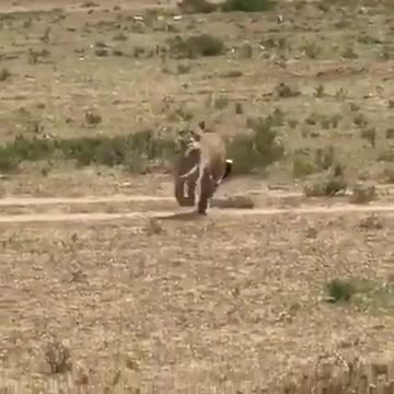 Very funny animal video