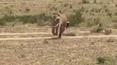 Very funny animal video