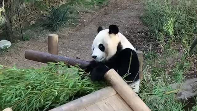 The panda eating something in the animal park.