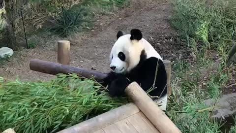 The panda eating something in the animal park.