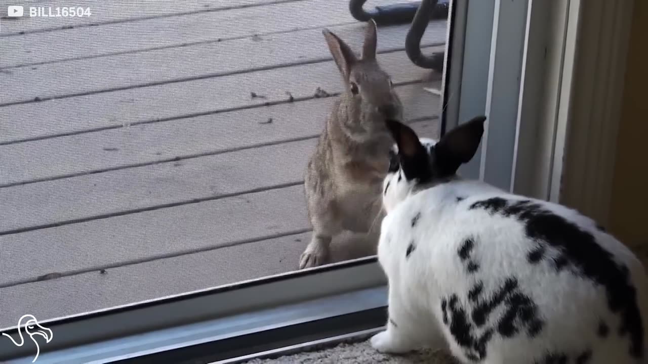 Wild Rabbit Falls Madly In Love With A Pet Bunny