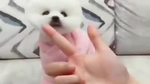 Cute puppy you never seen befor
