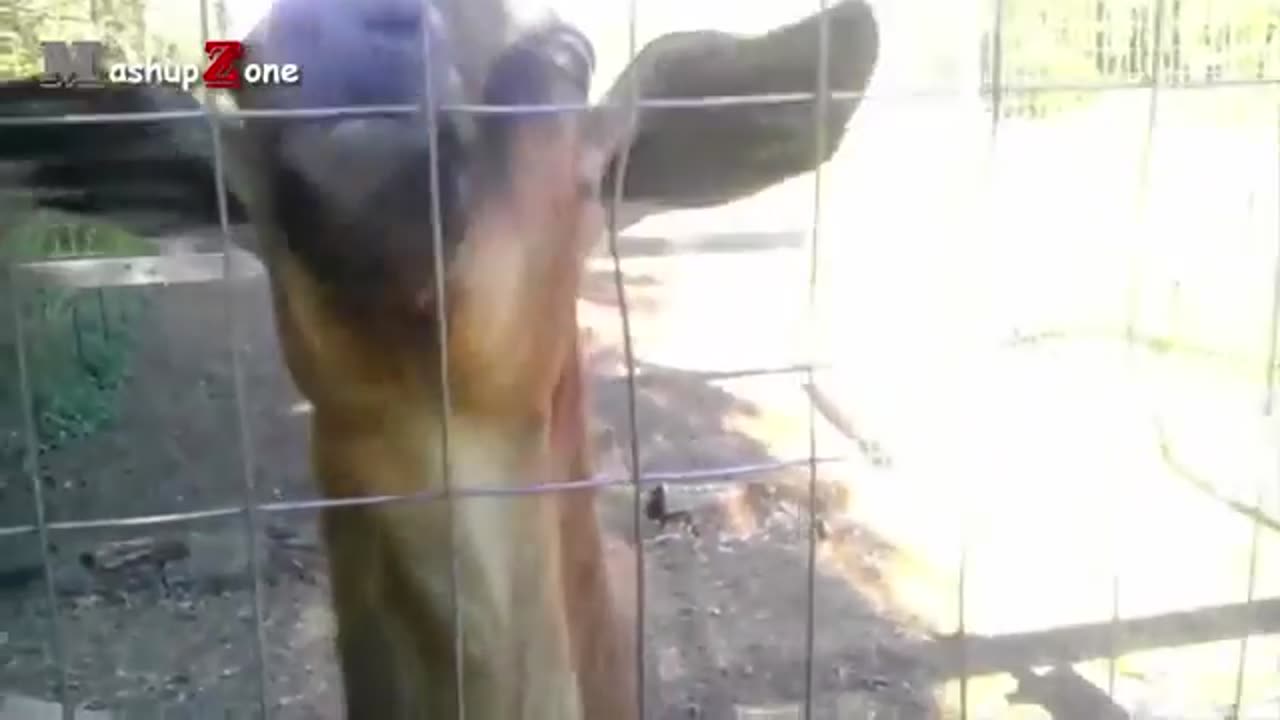 FUNNY GOATS ! COMPILATION ! NEW HD ! FUNNY GOATS !!!!