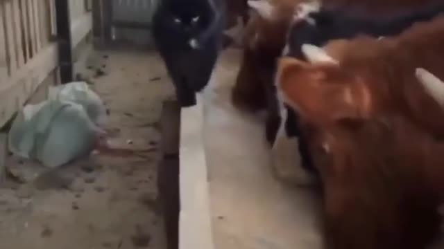 cat ko gaay rakhwali ka rakhwali ke liye