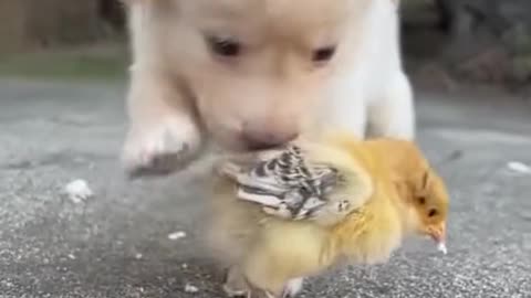 Cute dog and birds