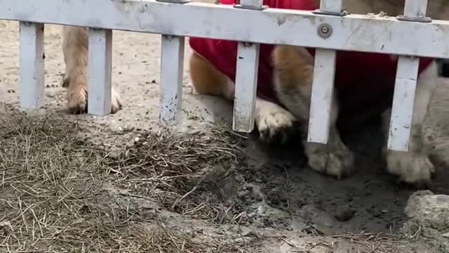 Cute pet daycare