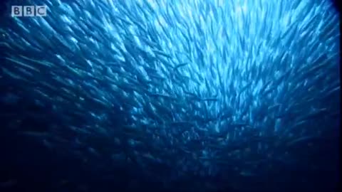 Epic Journey of Sardines | Massive Nature | BBC Earth