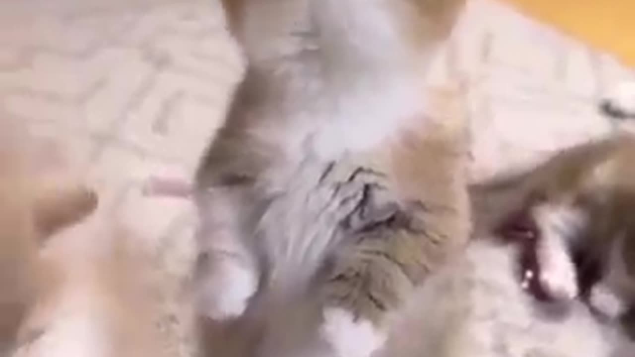 Cat funny video