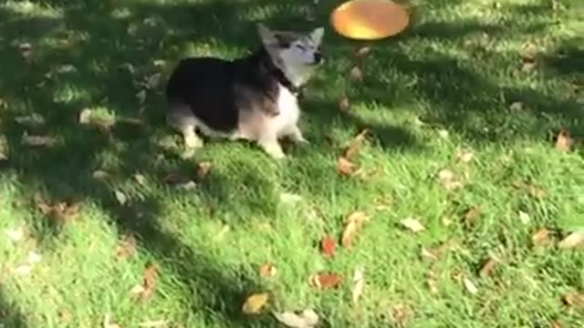 Super cute dog
