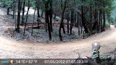 Bobcat or Linx