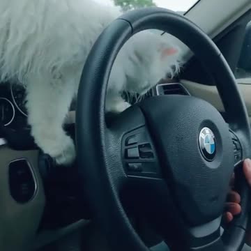 Cat Long Drive 😍 beautiful cat cutest cat 😺