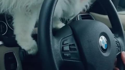 Cat Long Drive 😍 beautiful cat cutest cat 😺