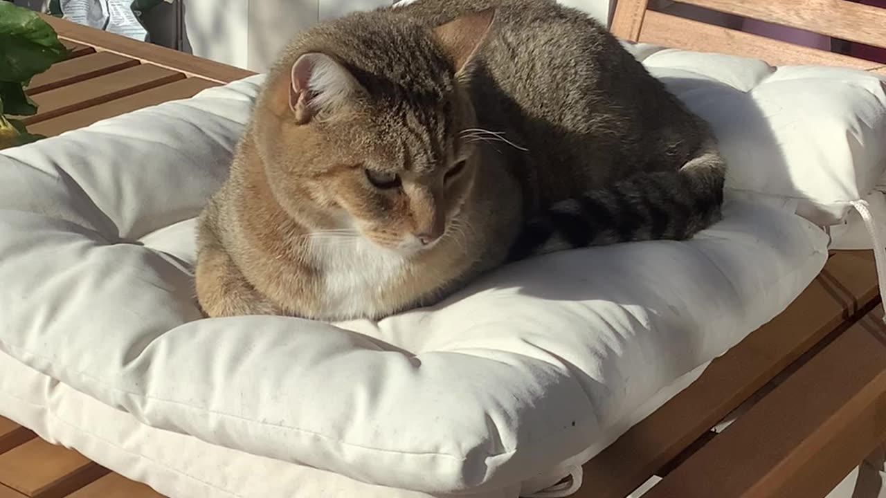 Hector 2: Jumping onto the table