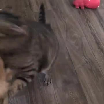 Funniest pets😁😁